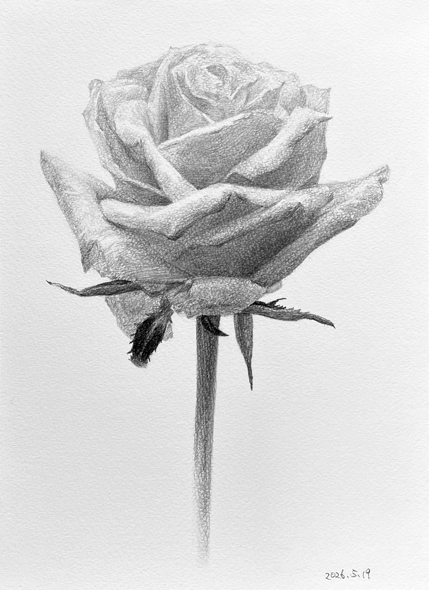 薔薇