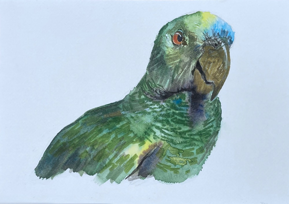 インコ