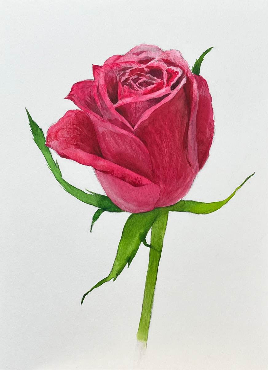 薔薇
