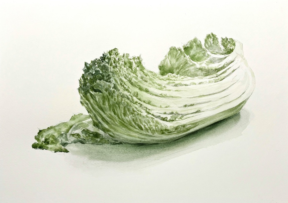 白菜