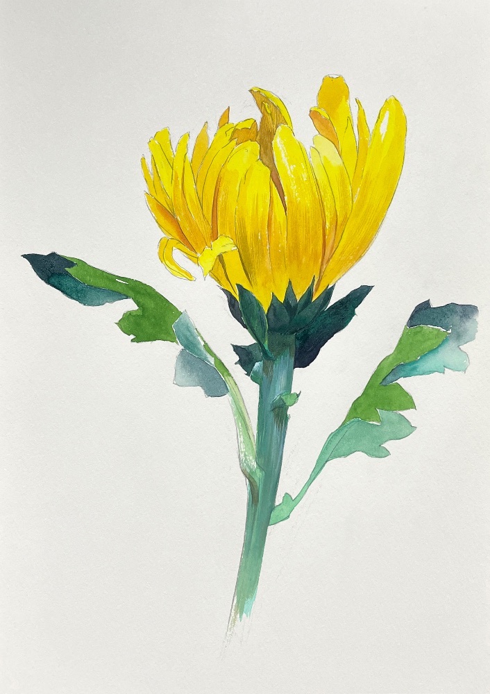 菊