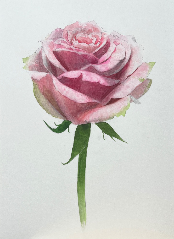 薔薇