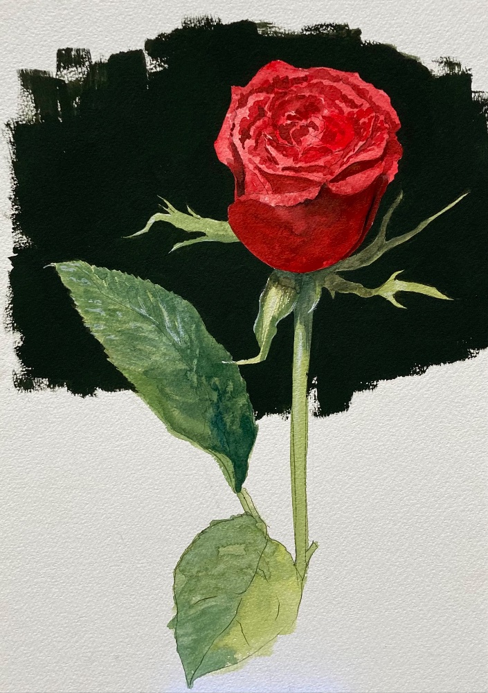 薔薇の水彩描写のイメージ 2
