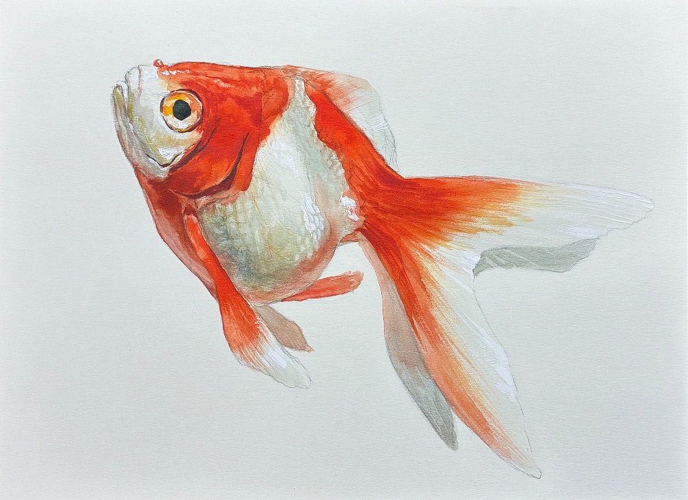 金魚（更紗琉金）
