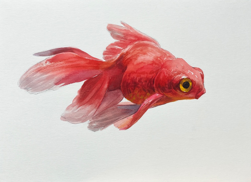 金魚（飯田琉金）