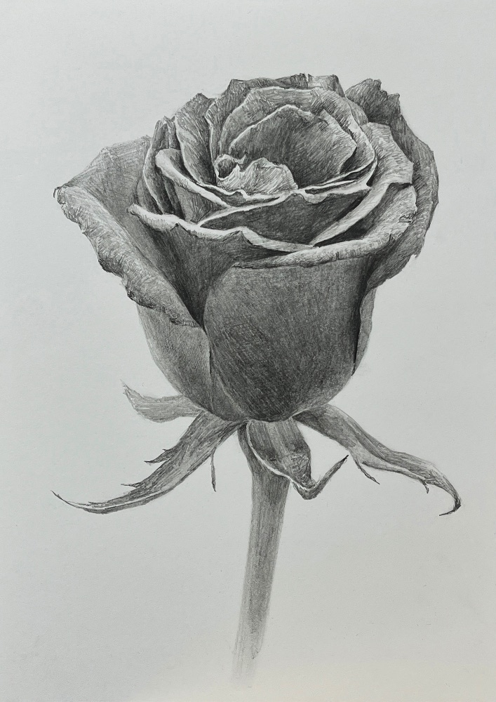 薔薇