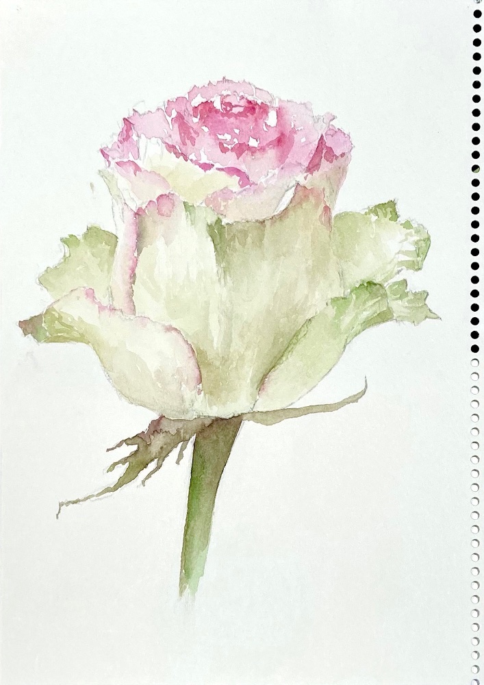 薔薇