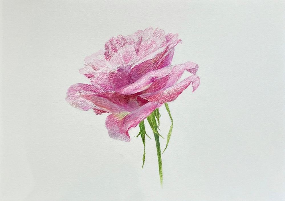 薔薇