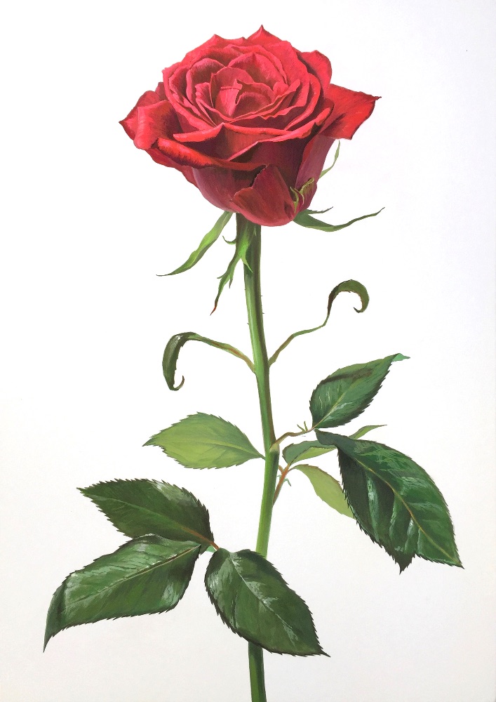 薔薇の水彩描写のイメージ 3