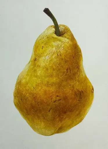 洋梨